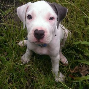 Meet your Posher, Bryce